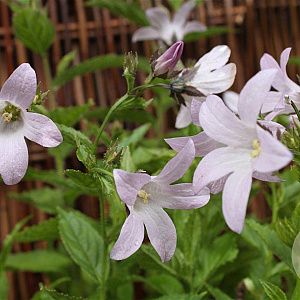 Campanula lact. 'Loddon Anna' GM P9
