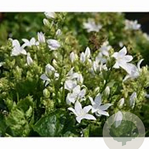 Campanula posch. 'Nana Alba' GM P9