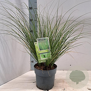 Carex 'Phoenix Green' 20-25 cm 2,0L