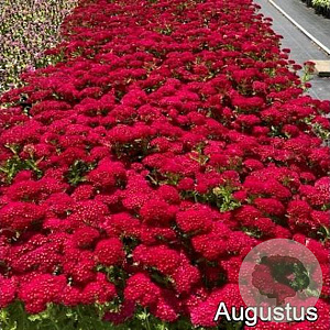 Achillea Tutti Frutti Pomegranate GM 2,0L