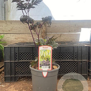 Actaea 'Chocoholic' GM 2,0L