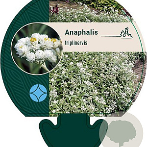 Anaphalis triplinervis GM P9