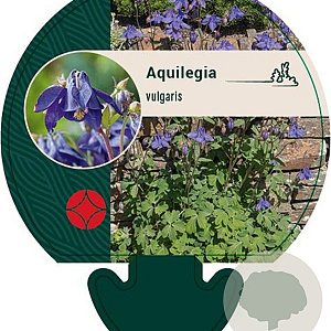 Aquilegia vulgaris GM P9