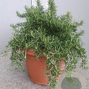 Rosmarinus off. 'Prostratus' GM C5