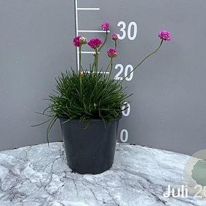 Armeria mar. 'Splendens' GM 2,0L