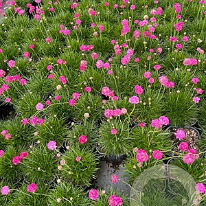 Armeria mar. 'Splendens' GM 2,0L