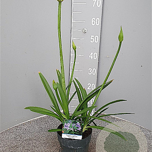 Agapanthus 'Charlotte' GM 1.5