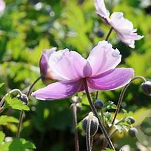 Anemone Regal Swan GM P9