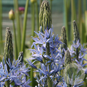 Camassia 'Blue Candle' GM  P11