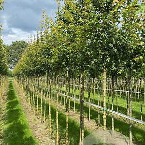 Acer campestre 8-10 HO draadkluit