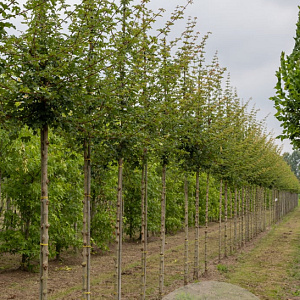 Acer campestre 'Elsrijk' 12-14 HO volle grond