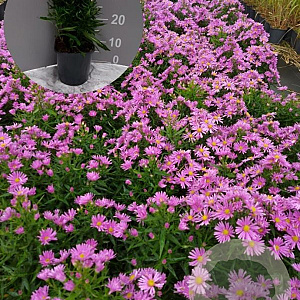 Aster (D) 'Peter Harrison' GM 2,0L