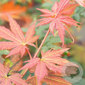 Acer North Wind 50-60 cm 5,0L