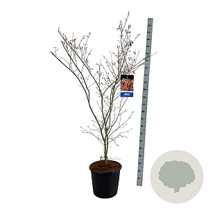 Acer North Wind 150-175 cm 30L extra