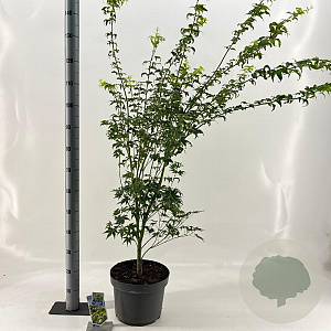 Acer pal. 'Aoyagi' 70-90 cm 10L