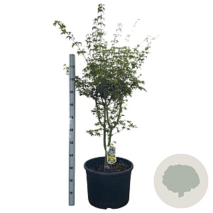 Acer pal. 'Aoyagi' 125-150 cm 35L