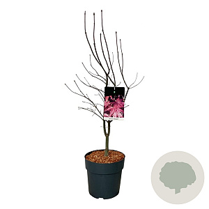 Acer pal. 'Bloodgood' 60-80 cm 10L