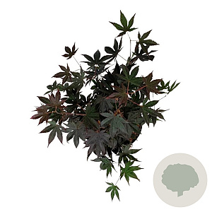 Acer pal. 'Bloodgood' 40-50 cm P21