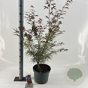 Acer pal. 'Red Pygmy' 70-90 cm 10L