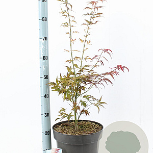 Acer pal. 'Red Pygmy' 70-90 cm 10L