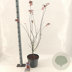 Acer pal. 'Red Pygmy' 70-90 cm 10L