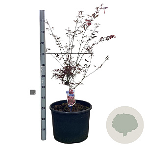 Acer pal. 'Red Pygmy' 100-120 cm 35L
