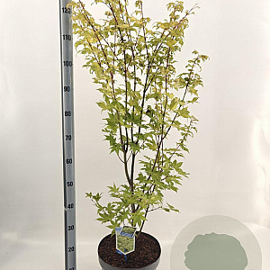 Acer pal. 'Summer Gold' 80-100 cm 10L