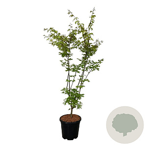 Acer pal. 'Summer Gold' 125-150 cm 15L