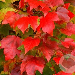 Acer rubrum Fairview Flame 6-8 HO draadkluit