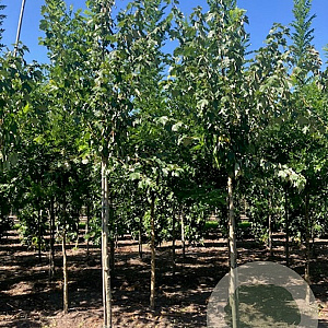 Acer rubrum Red Sunset 8-10 HO draadkluit