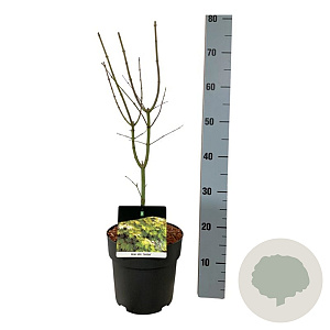 Acer shirasawanum 'Jordan' 40-50 cm P21