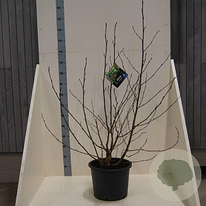 Alnus glutinosa 100-125 cm 20L meerstammig