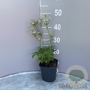 Astrantia maj. 'Snow Star' GM 2,0L