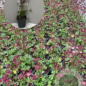Astrantia 'Moulin Rouge' GM 2,0L