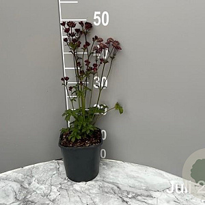 Astrantia 'Moulin Rouge' GM 2,0L