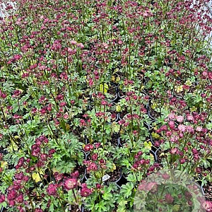 Astrantia 'Moulin Rouge' GM 2,0L