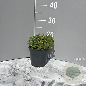 Aubrieta 'Cascade Blue' GM 2,0L