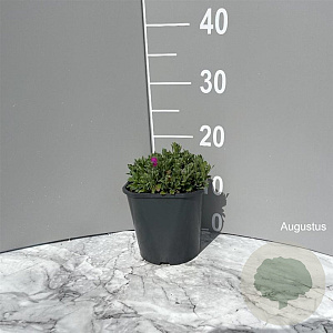 Aubrieta 'Cascade Red' GM 2,0L