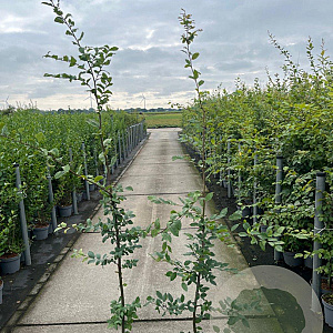 Carpinus betulus 150-175 cm 5,0L