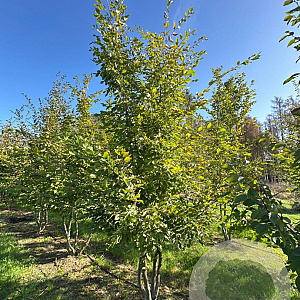 Carpinus betulus 350-400 cm draadkluit meerstammig op aanvraag