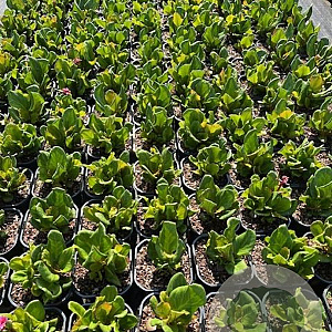 Bergenia 'Abendglut' GM 2,0L