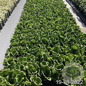 Bergenia 'Abendglut' GM 2,0L