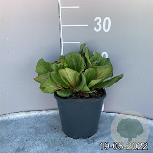 Bergenia 'Abendglut' GM 2,0L