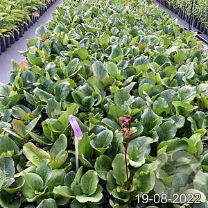 Bergenia purpurascens GM 2,0L
