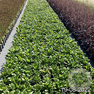Bergenia 'Silberlicht' GM 2,0L