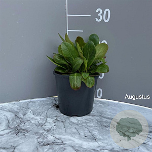 Bergenia 'Silberlicht' GM 2,0L