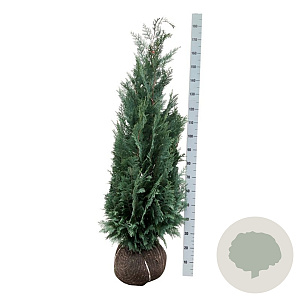 Chamaecyparis l. 'Columnaris' 140-160 cm met kluit