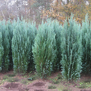 Chamaecyparis l. 'Columnaris' 140-160 cm met kluit