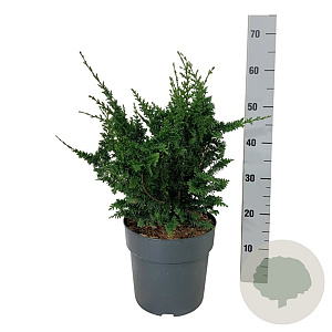 Chamaecyparis p. 'Teddy Bear' 40-50 cm 6L
