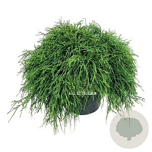 Chamaecyparis p. 'Sungold' 40-50 cm P26